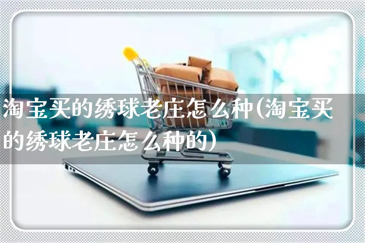 淘宝买的绣球老庄怎么种(淘宝买的绣球老庄怎么种的)_https://www.czttao.com_视频/直播带货_第1张